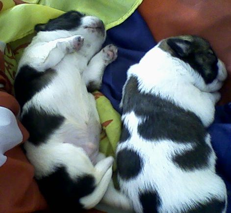 我们公司的狗狗