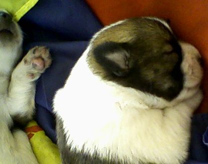 我们公司的狗狗