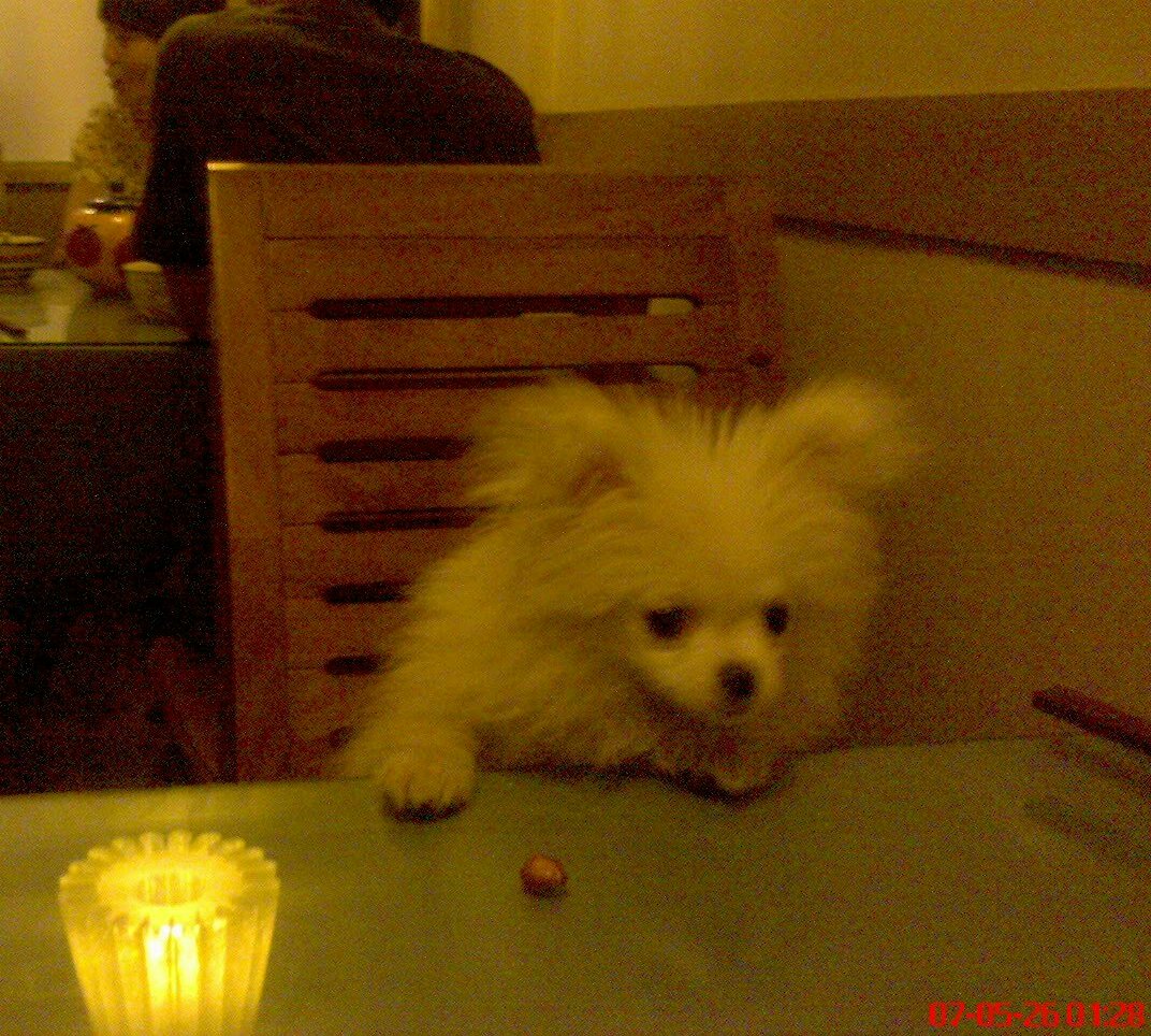 我的米米上桌吃饭咯