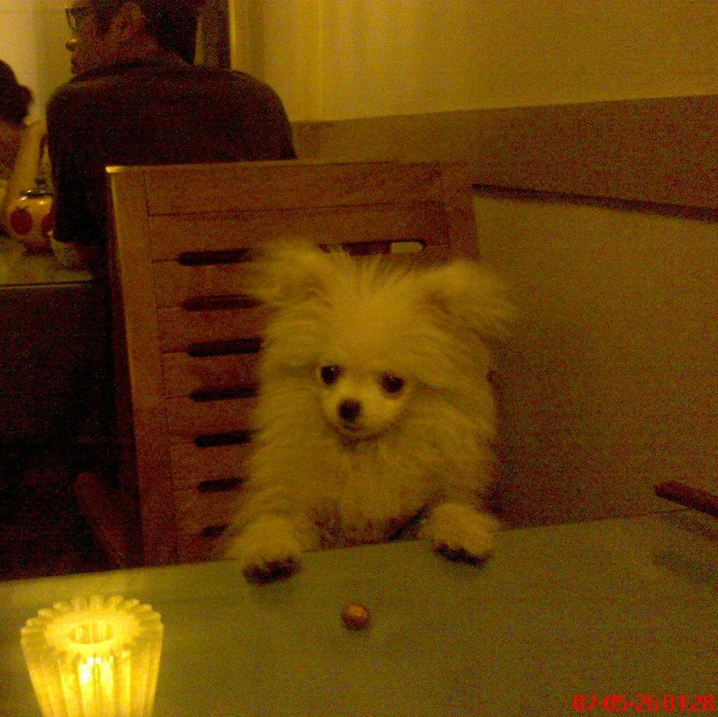 我的米米上桌吃饭咯