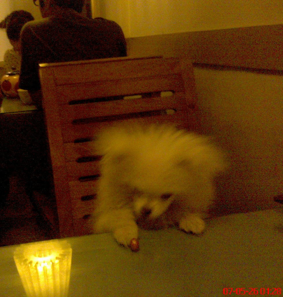 我的米米上桌吃饭咯