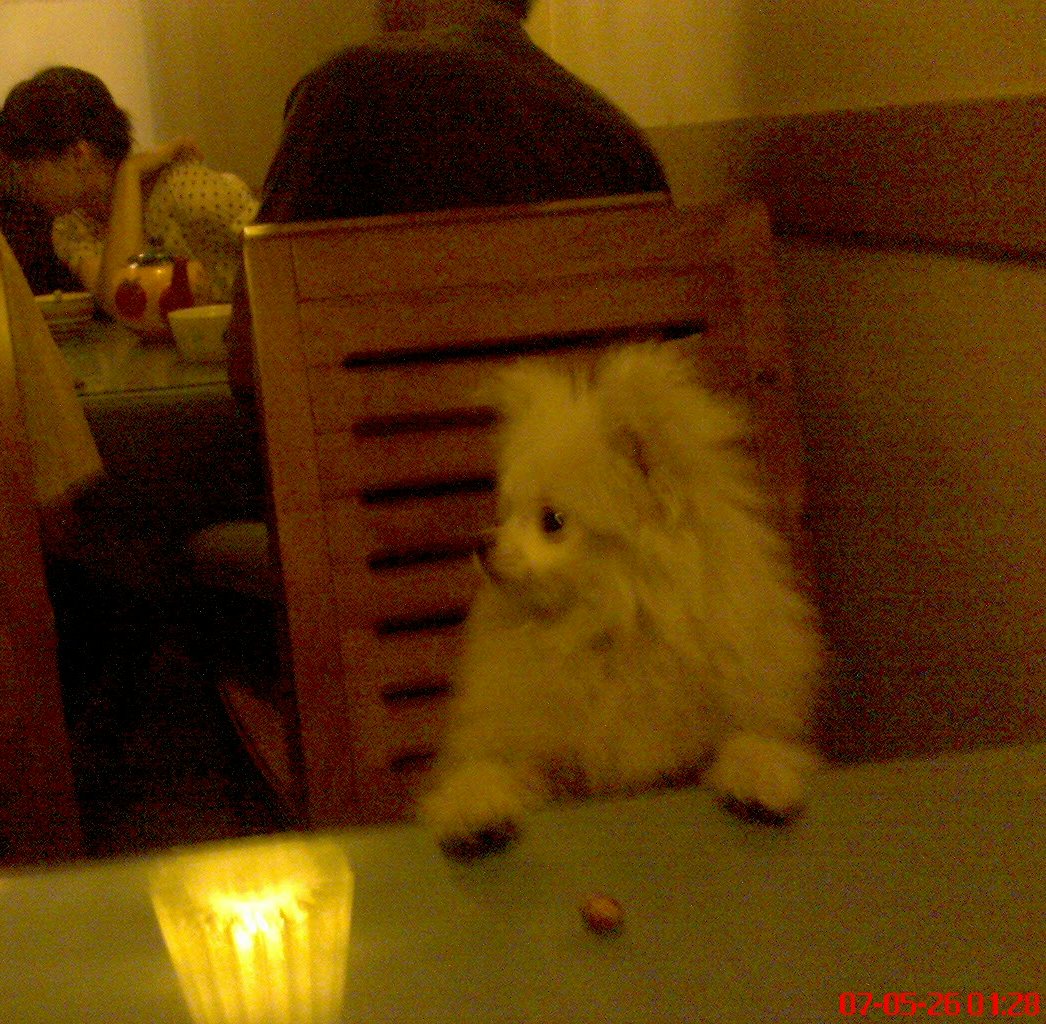 我的米米上桌吃饭咯