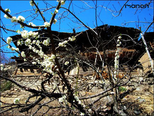 [原创]面朝梅里，春暖花开