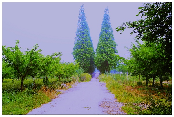 [原创]开沙岛风光和白果树