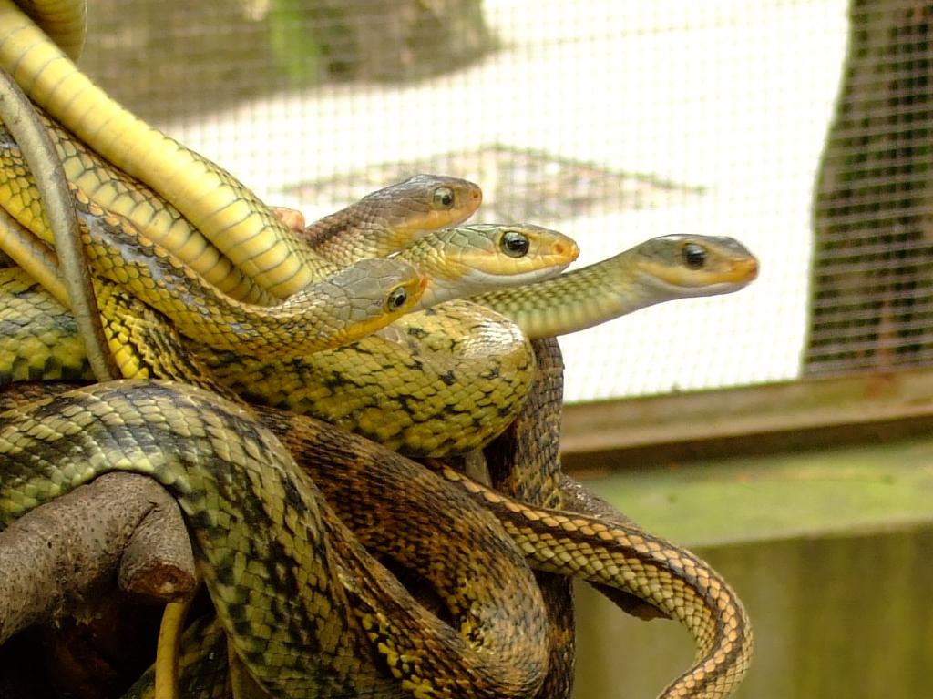 [动物]蛇！！！