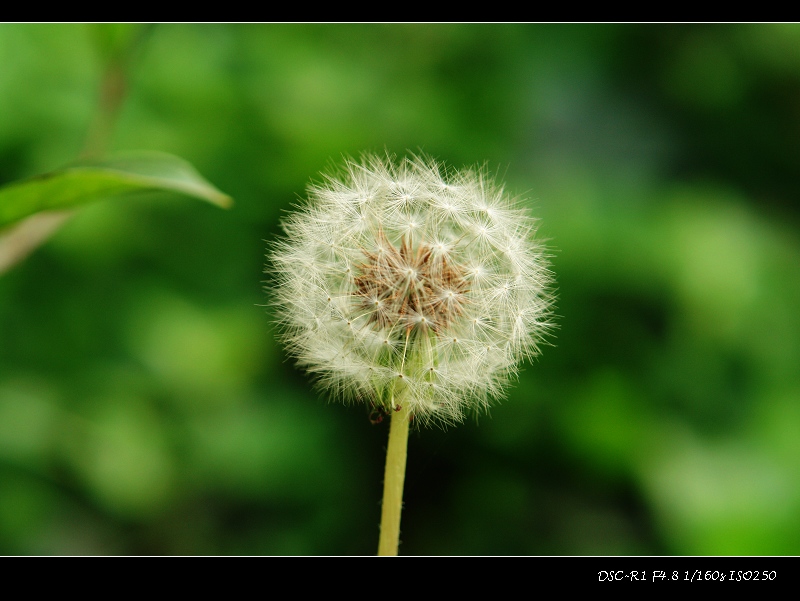 [原创]小品 ------