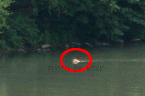 【濠河发现不明生物】