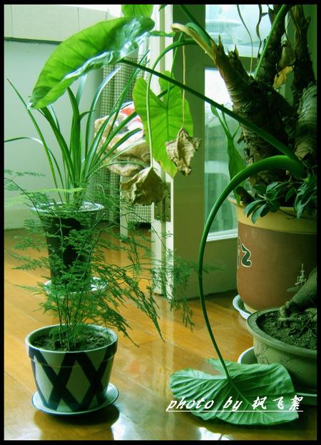 [原创]夏日植物