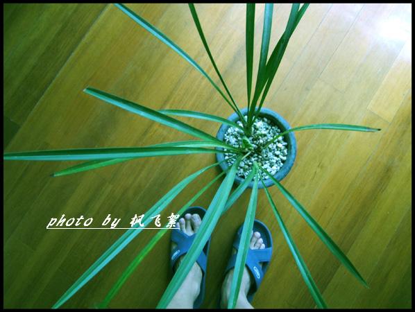 [原创]夏日植物