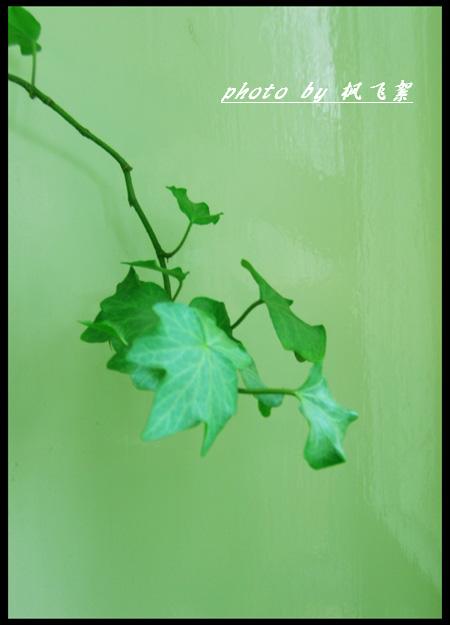 [原创]夏日植物