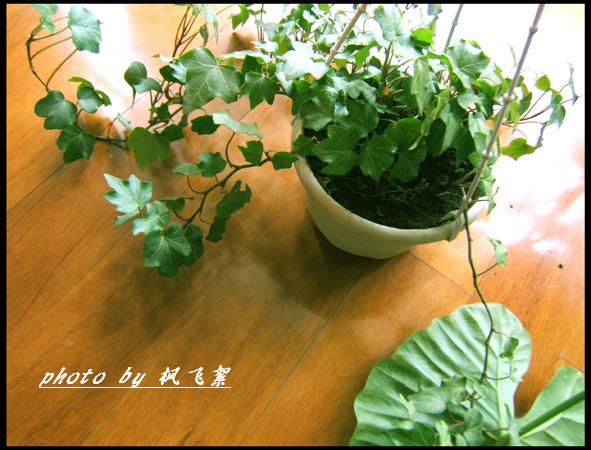 [原创]夏日植物