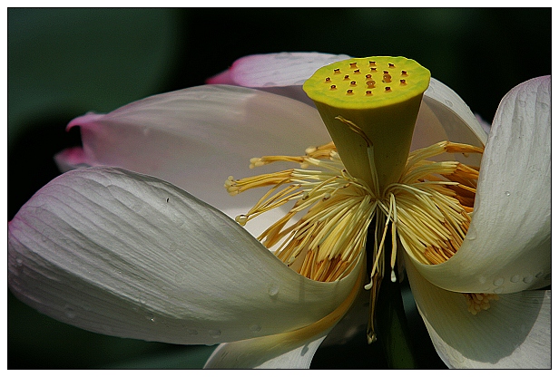 [活动邀请]  让我们相约拍荷花去