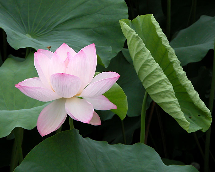 唐闸公园拍荷(多图)