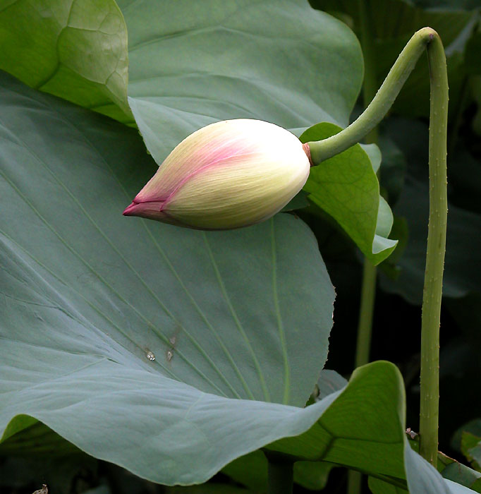 唐闸公园拍荷(多图)
