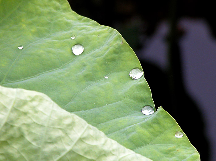 唐闸公园拍荷(多图)