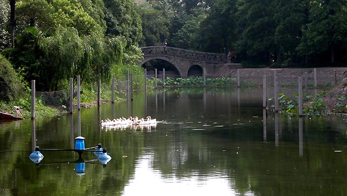 唐闸公园拍荷(多图)
