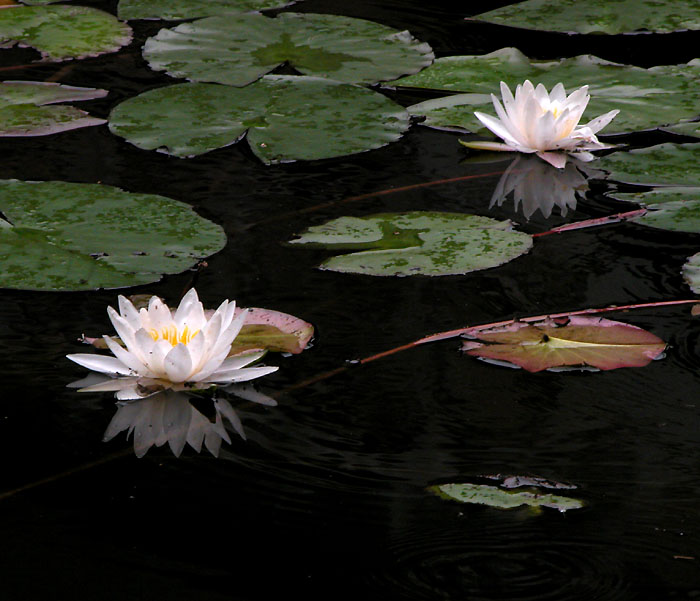 唐闸公园拍荷(多图)