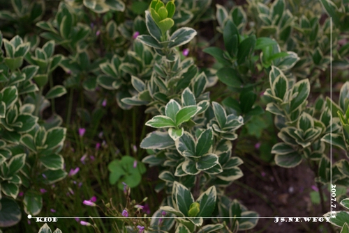 今天的文峰公园 试机K10D