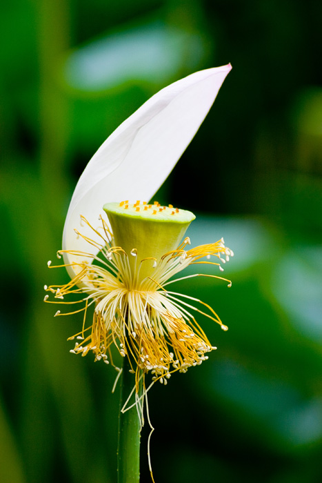 [原创]雨润荷塘