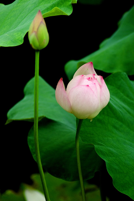 [原创]雨润荷塘