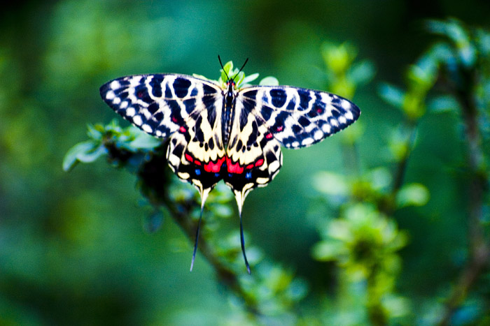 [原创]雨润荷塘