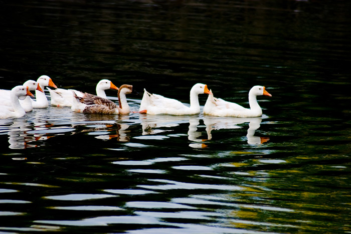 [原创]雨润荷塘