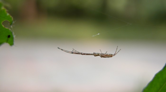 [原创]蜘蛛--微距习作