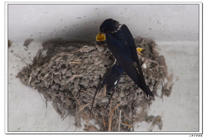 [原创]小燕子等妈咪