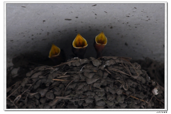 [原创]小燕子等妈咪