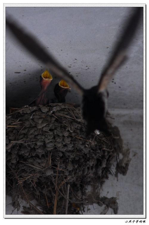 [原创]小燕子等妈咪