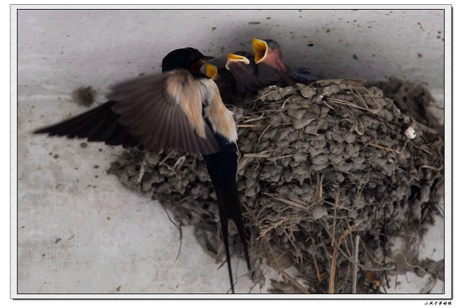 [原创]小燕子等妈咪