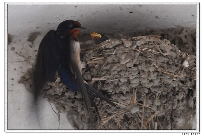 [原创]小燕子等妈咪