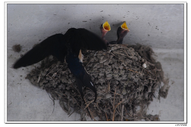 [原创]小燕子等妈咪