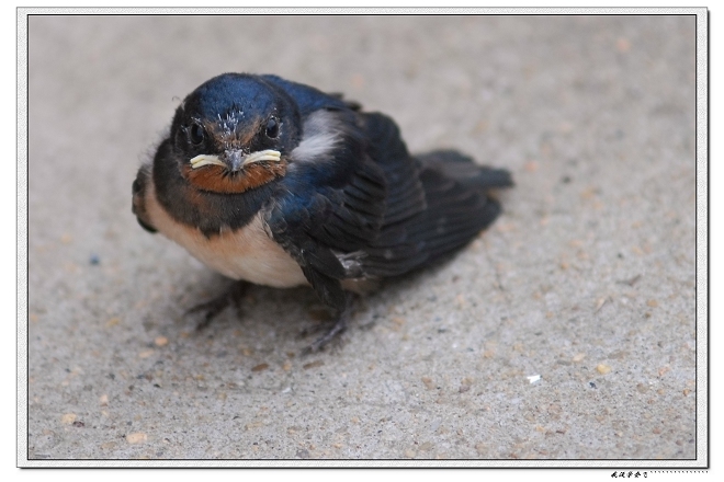 [原创]小燕子等妈咪