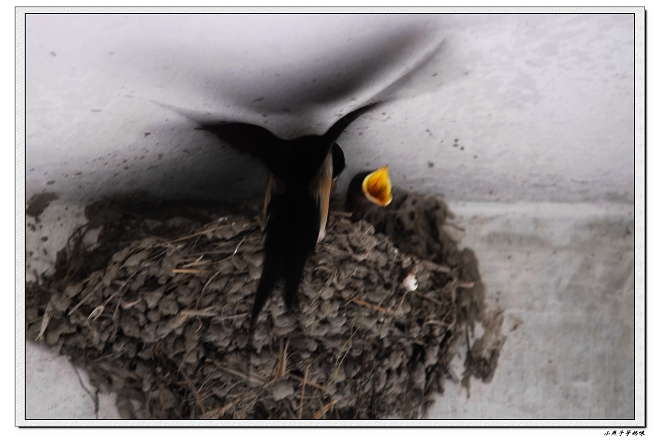 [原创]小燕子等妈咪