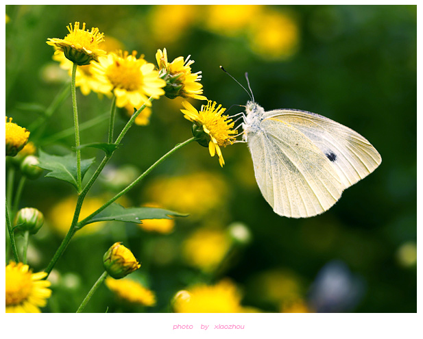[原创]~~~---微距摄影---亲密接触~~~