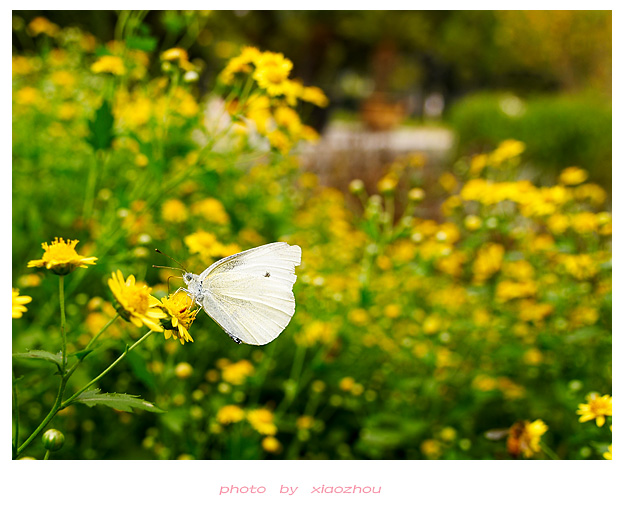 [原创]~~~---微距摄影---亲密接触~~~