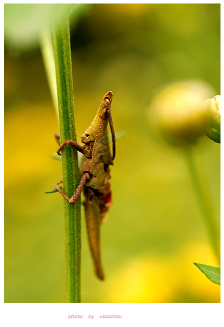 [原创]~~~---微距摄影---亲密接触~~~