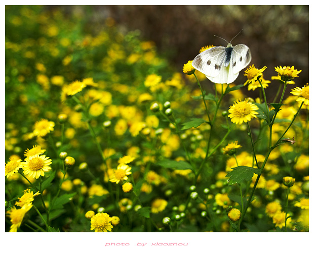 [原创]~~~---微距摄影---亲密接触~~~