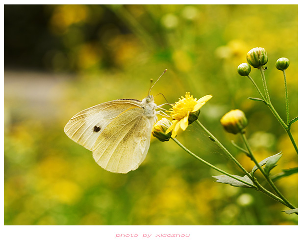 [原创]~~~---微距摄影---亲密接触~~~