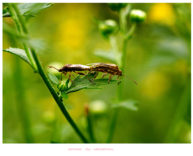 [原创]~~~---微距摄影---亲密接触~~~