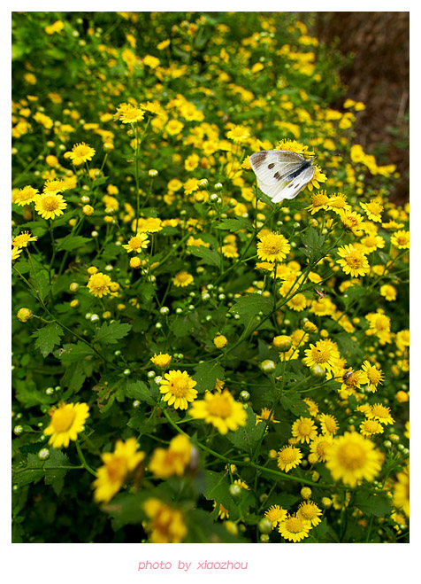 [原创]~~~---微距摄影---亲密接触~~~