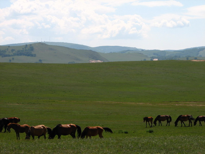 我想扬鞭策马，内蒙是个好地方．