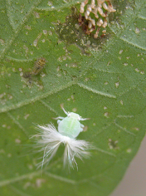 [原创]~~~---微距摄影---亲密接触~~~