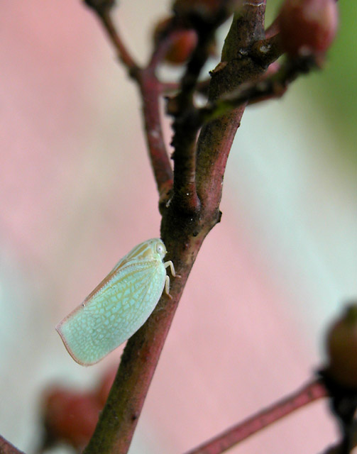 [原创]~~~---微距摄影---亲密接触~~~