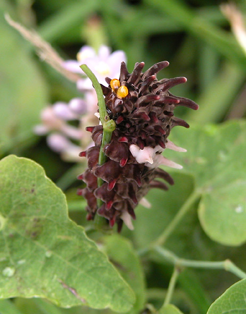 [原创]~~~---微距摄影---亲密接触~~~