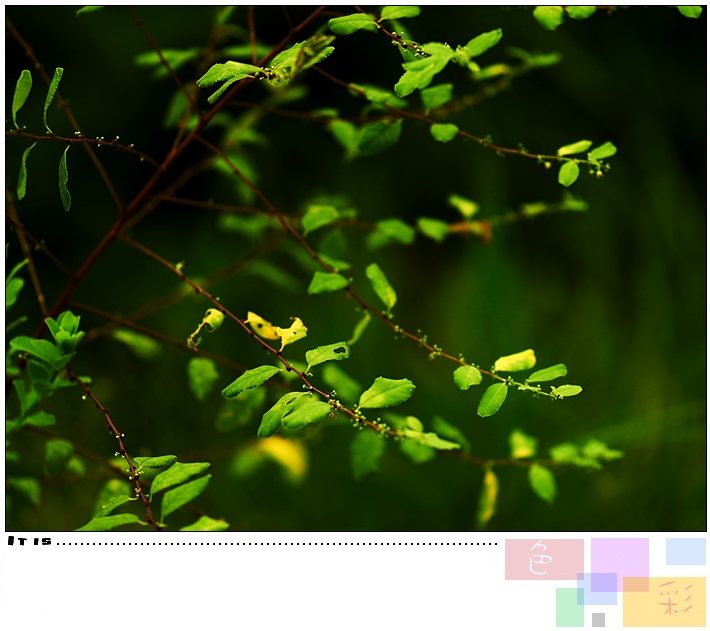 [原创]生态微距--色彩--