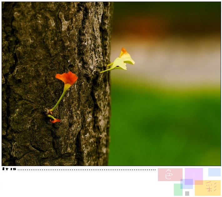 [原创]生态微距--色彩--