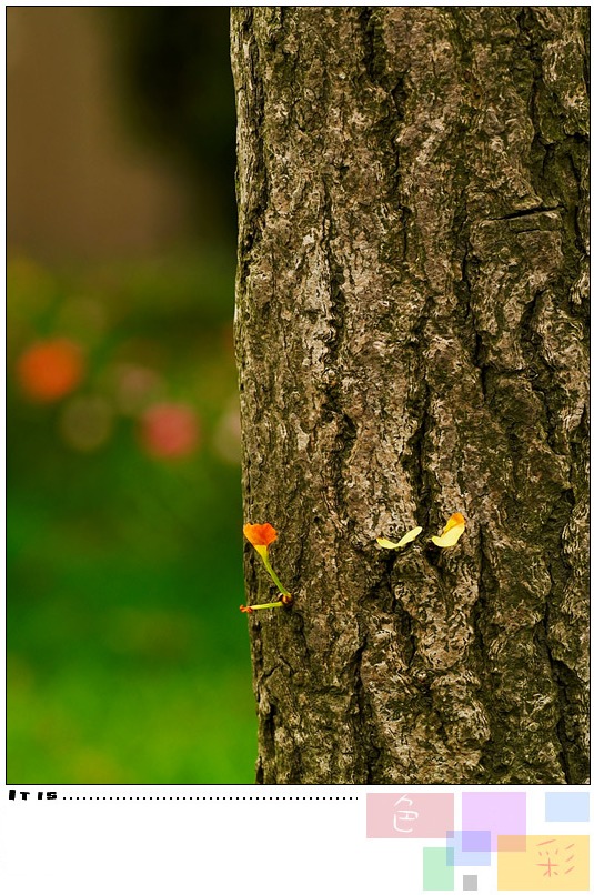 [原创]生态微距--色彩--