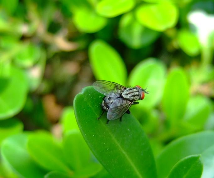 [虫子]又拍了一个虫子！！！